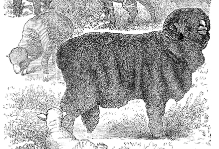 a specie of sheep: Negretti