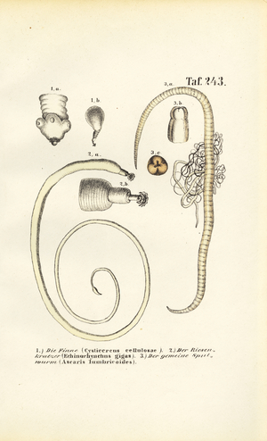 Parasitic Worms and Their Developmental Stages, 1850 (lithography)