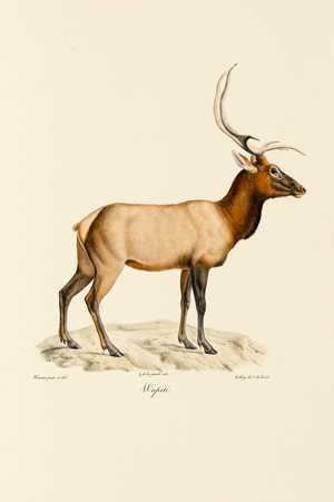 Wapiti, 1824 (hand-coloured litho)