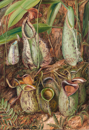 Other species of pitcher plants from Sarawak, Borneo, 1876 (oil on board)