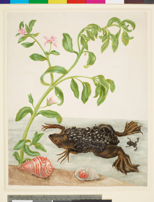 Shoreline Purslane and Suriname Toad (watercolour on vellum), 1703-