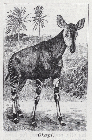 Okapi (litho)