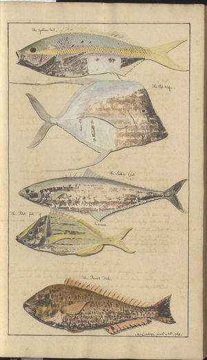 Lindsay Drawings Vol. VII, 2, 1760-1780s (w/c on paper)