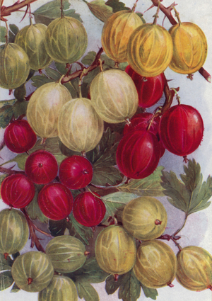 Seven Good Gooseberries (colour litho)