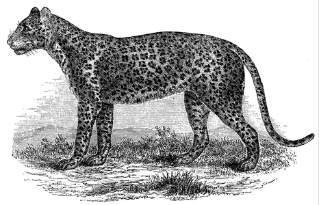 Leopard