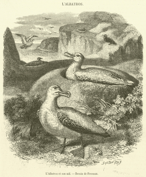 L'Albatros et son nid (engraving)