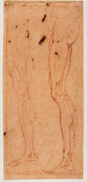 Leg study, 16th century (drawing)
