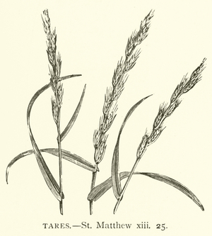 Tares, St Matthew, xiii, 25 (engraving)