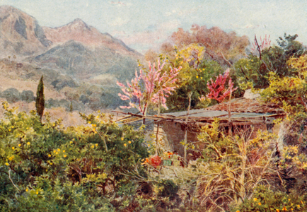 Orange Grove, Mentone (colour litho)