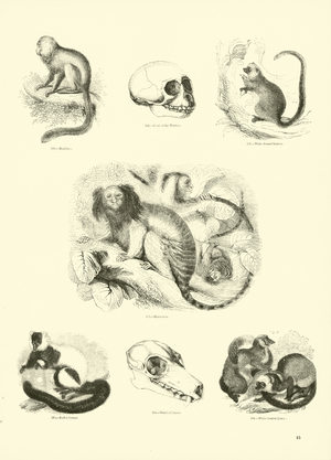 Page from The Pictorial Museum of Animated Nature (engraving)