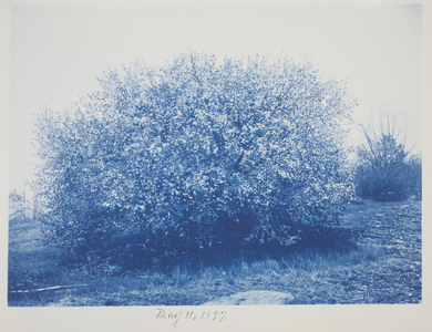 Untitled, May 11, 1897 (cyanotype on cream wove paper)
