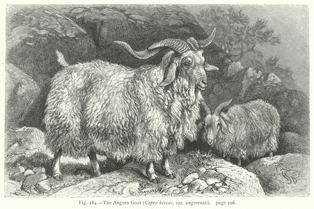 The Angora Goat (Capra Hircus, Var. Angorensis) (engraving)