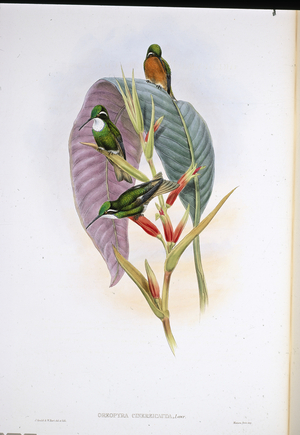 Grey-tailed humming-bird (Oreopyra Cinereicauda) (hand-coloured litho)