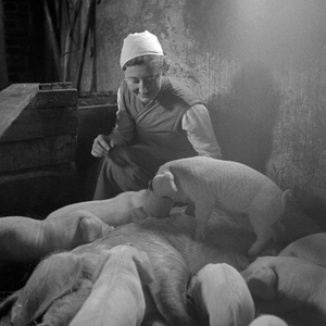 A woman working in the pig stable at the female workforce group of Molkenberg, Germany 1930s (b/w photo)