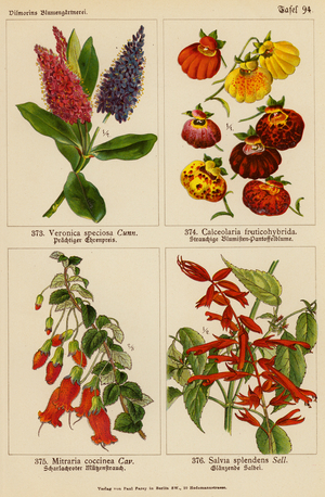 Veronica Speciosa, Calceolaria Fruticohybrida, Mitraria Coccinea, Salvia Splendens (colour litho)