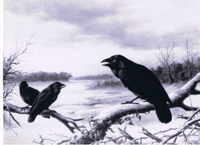 Ravens in winter (colour litho)