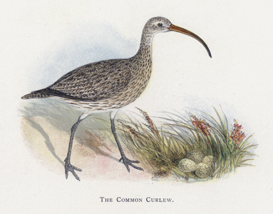 The Common Curlew (chromolitho)