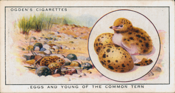Concealing Colours for Protection, Birds, Eggs and young of the Common Tern (colour litho)