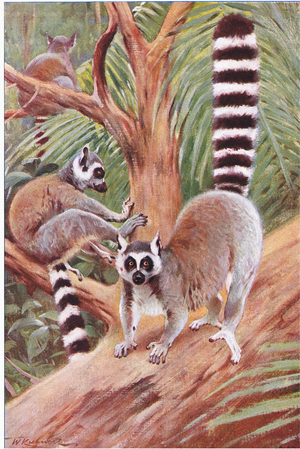 Ring Tail Lemur, illustration from'Wildlife of the World', c.1910 (colour litho)