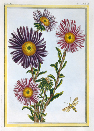 Livingstone Daisy Dorothanthus, c.1776 (hand-coloured engraving)
