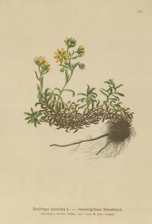 Yellow Mountain Saxifrage (Saxifraga aizoides) (colour litho)