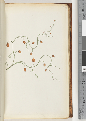 Page 53. A Creeper runs to the length of seven or eight yards and mostly found entwined round plants shrubs &c (w/c)