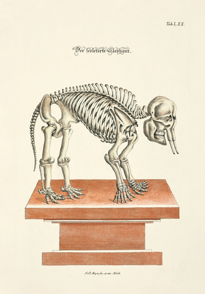 The Elephant Skeleton, 1748 (hand-coloured copper engraving)