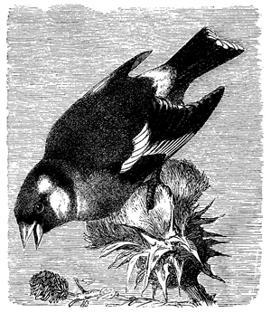Goldfinch