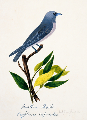 Artamus fuscus