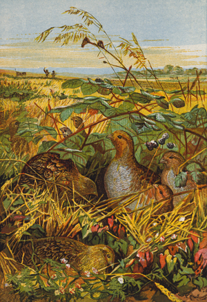 Covey of partridges (colour litho)
