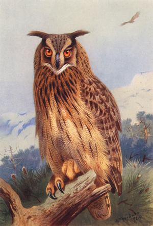 Eagle-Owl (colour litho)
