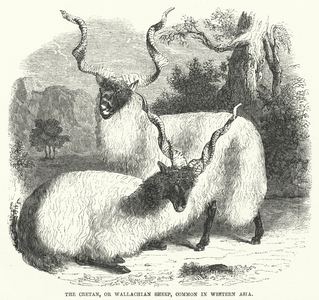 The Cretan, or Wallachian Sheep, Common in Western Asia (engraving)