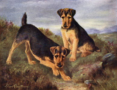 Welsh Terriers Glansevin Coquette and Champion Glansevin Coda (colour litho)
