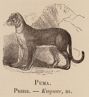 Le Vocabulaire Illustre: Puma; Kuguar (engraving)