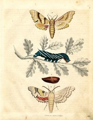 Metamorphosis of the Eyed Hawk-Moth (hand-coloured litho)