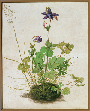 Columbine. Watercolour, tempera and brush on parchment mounted on cardboard (watercolour, tempera and brush on parchment mounted on cardboard)