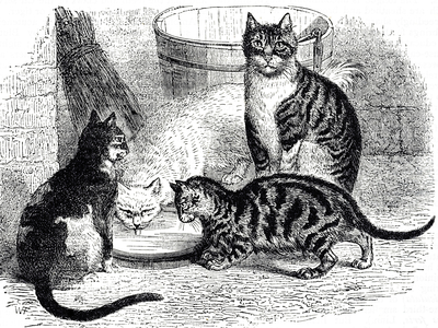 Engraving depicting different breeds of domestic cats: Tortoiseshell, White and Tabby, 19th century