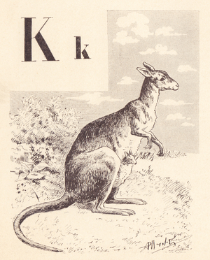 K for kangaroo, 1901 (illustration)