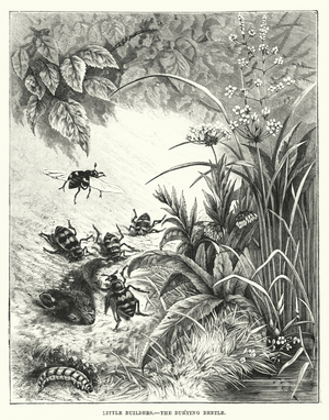 Little Builders, The Burying Beetle (engraving)