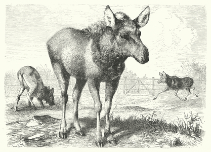 The Elk or Moose Deer (engraving)
