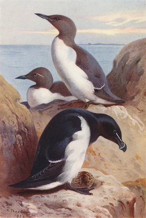 Common Guillemot, Razorbill (colour litho)