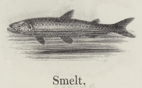 Smelt (engraving)