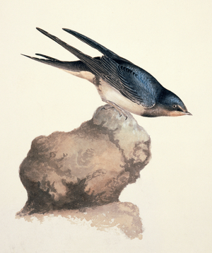 Hirundo rustica