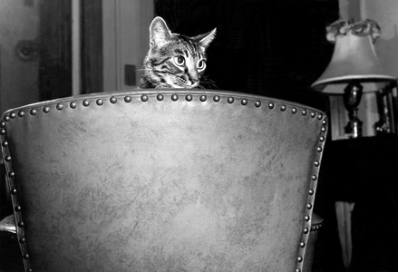 A Cat Peers Over A Chair (b/w photo)