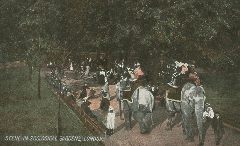 Zoological Gardens, London (colour photo)
