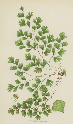 Maidenhair (colour litho)