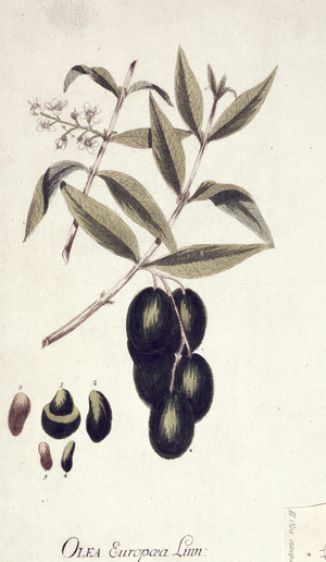 Olea europaea