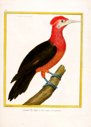 Red-headed Woodpecker from Cayenne (print)