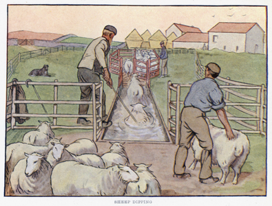Sheep Dipping (colour litho)