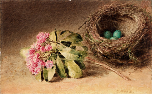 Bird's Nest with Blossom, 1831 (bodycolour on paper)